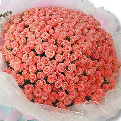 499 pink roses